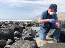 A person collecting a sample on a beach.