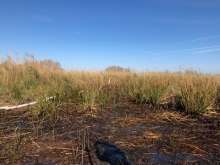 Oiled marsh. 