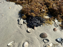 Oiled sargassum on a beach.