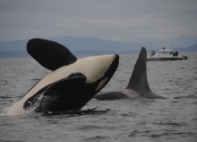 A killer whale