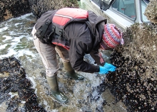 A woman collecting mussels from a rock. 