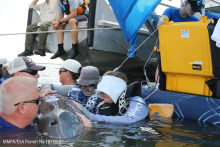 A group of people in water holding a dolphin.