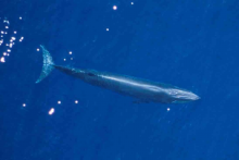 An aerial view of a whale.