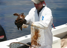 A man holding an oiled sea turtle. 