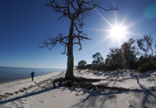 The sun shining over a treeline on a beach.
