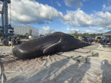 A whale carcass on a beach.