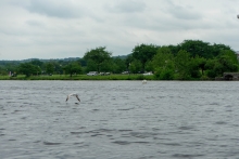 A bird grazing the surface of a river with its wings.