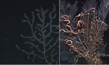 Two side-by-side corals. 