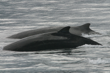 Whales breaching the surface.