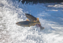 Chinook Salmon. Image credit: U.S. Fish and Wildlife Service. 