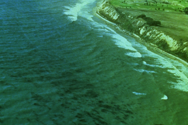 Several dark batches in a body of water with a beach in the background.