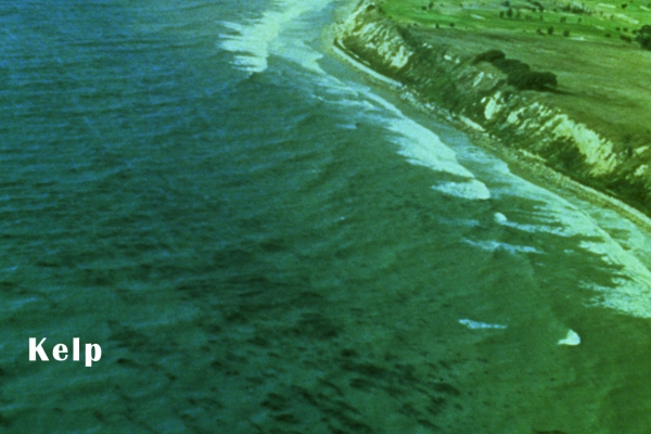 Several dark batches in a body of water with a beach in the background.