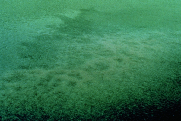Dark accumulations in a body of water.