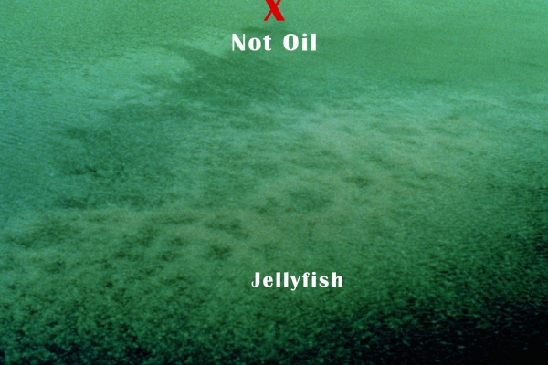 Dark accumulations in a body of water.