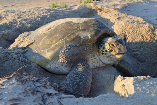 A turtle in the sand.