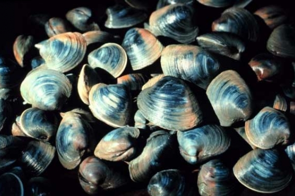 A pile of quahogs. 