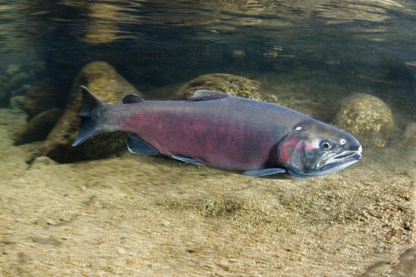 A fish underwater.