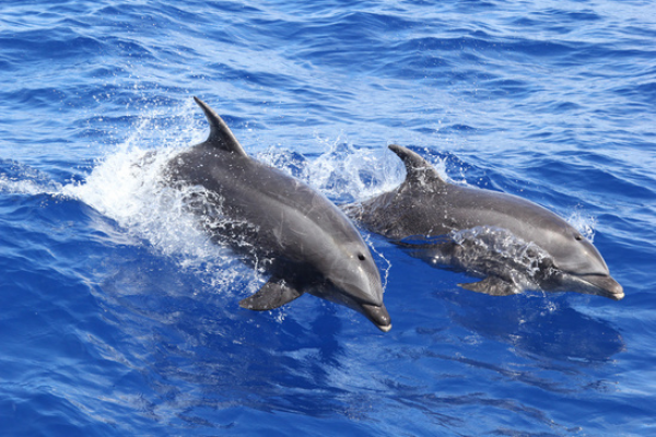 Two dolphins swimming through the surface of the ocean.