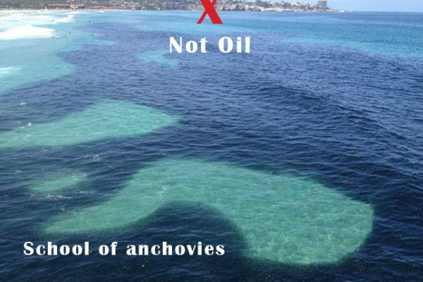 A dark substance in the water with several pools of clear water visible. 