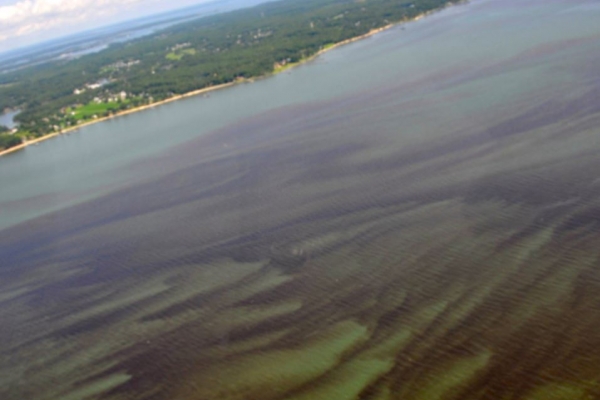 A dark substance spread throughout a body of water.