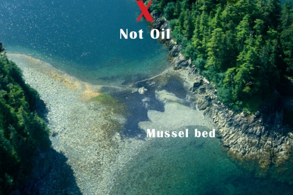 A dark substance in the water along a shallow inlet.